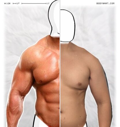 Torso Comparison