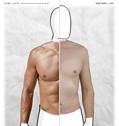 Torso Comparison
