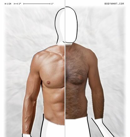 Torso Comparison