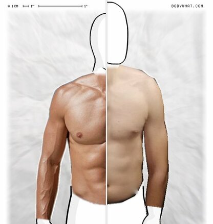 Torso Comparison