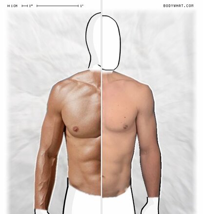 Torso Comparison