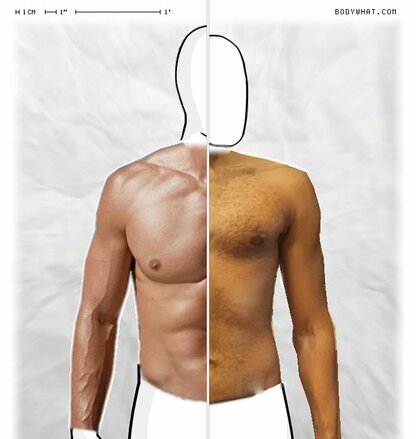 Torso Comparison