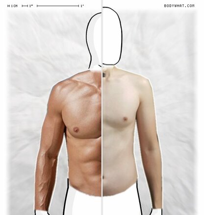Torso Comparison