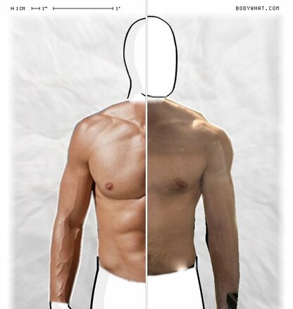 Torso Comparison