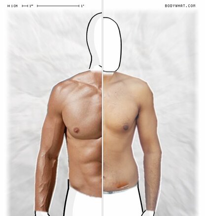 Torso Comparison