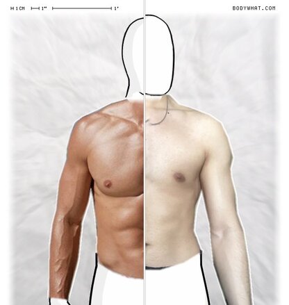 Torso Comparison