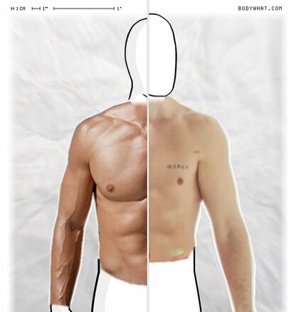 Torso Comparison