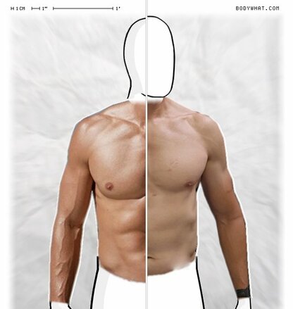 Torso Comparison