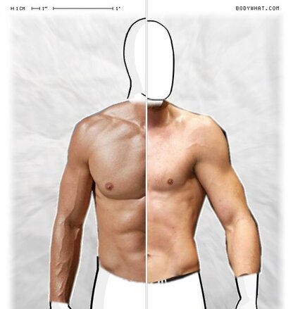 Torso Comparison