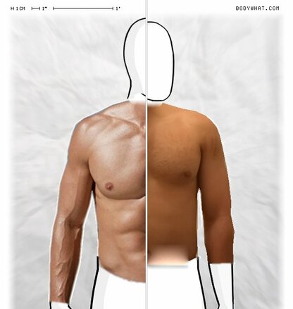 Torso Comparison