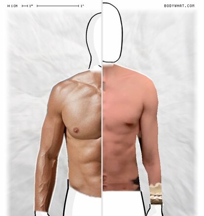 Torso Comparison