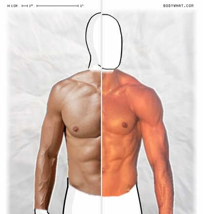 Torso Comparison