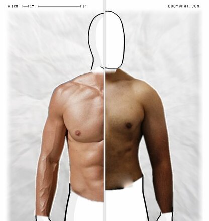 Torso Comparison