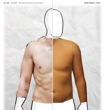 Torso Comparison
