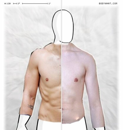 Torso Comparison