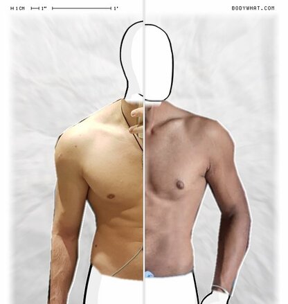 Torso Comparison