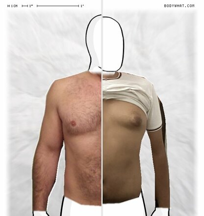 Torso Comparison