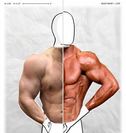 Torso Comparison