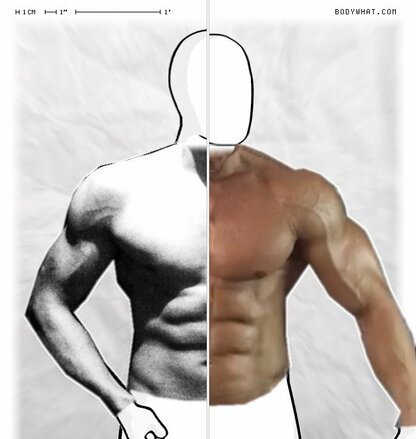 Torso Comparison