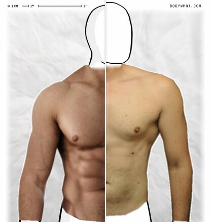 Torso Comparison