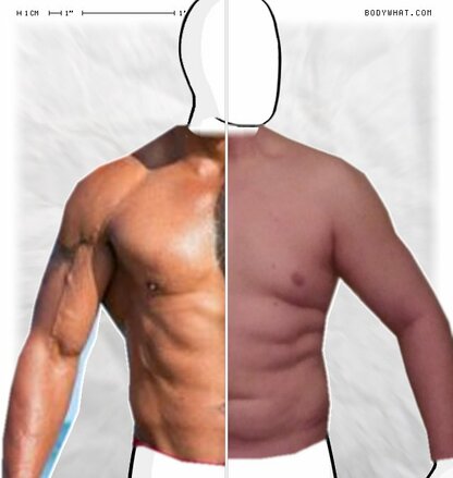 Torso Comparison