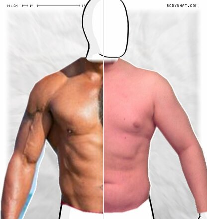 Torso Comparison