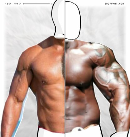 Torso Comparison