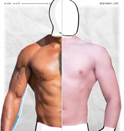 Torso Comparison