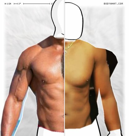 Torso Comparison