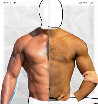 Torso Comparison