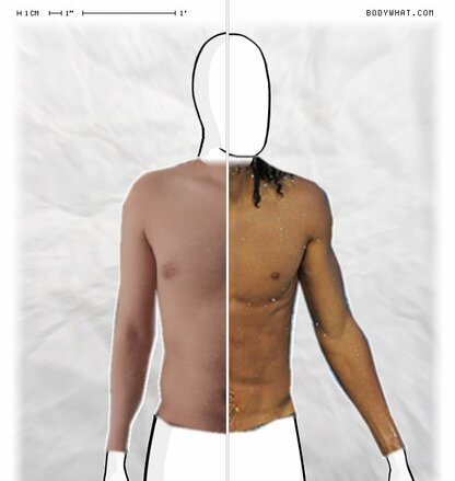 Torso Comparison