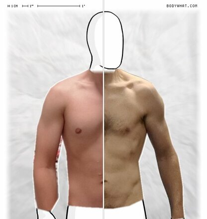 Torso Comparison