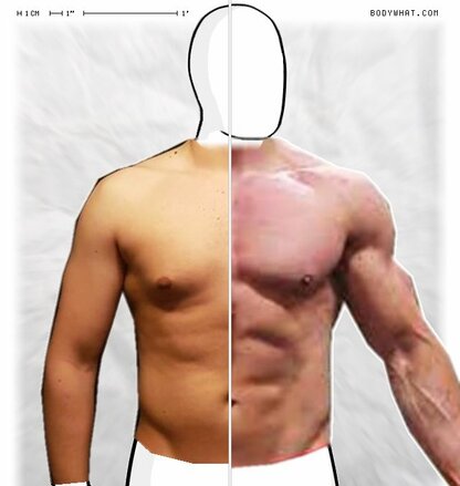 Torso Comparison