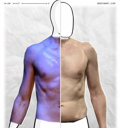 Torso Comparison