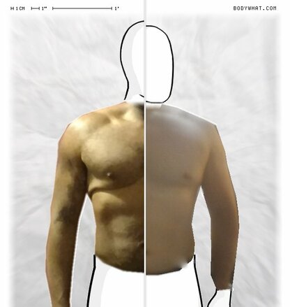 Torso Comparison