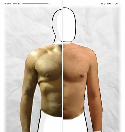 Torso Comparison