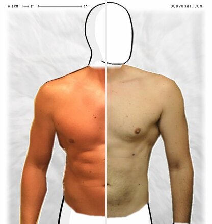 Torso Comparison