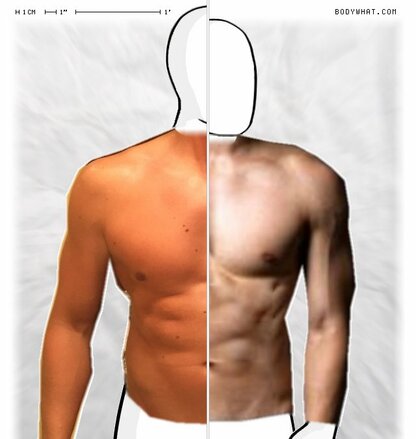 Torso Comparison
