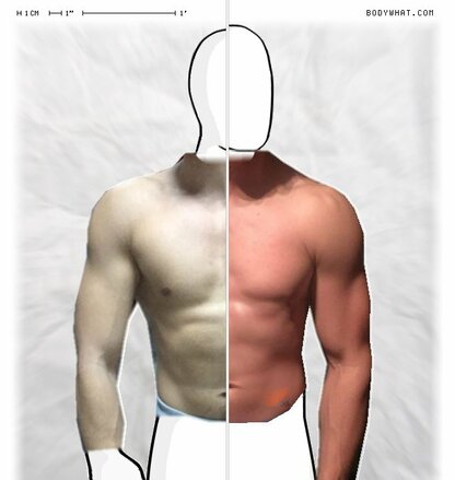 Torso Comparison