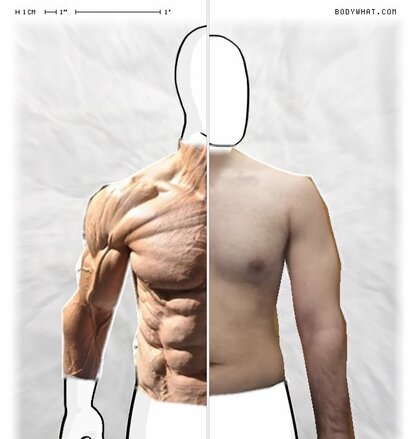 Torso Comparison