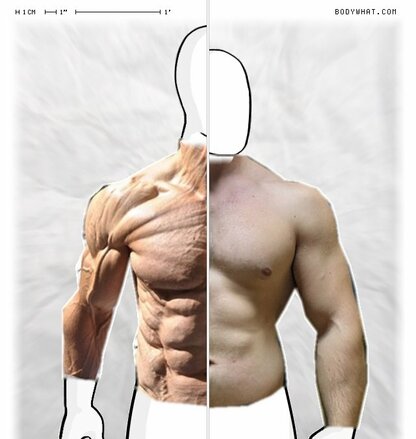 Torso Comparison