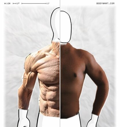 Torso Comparison