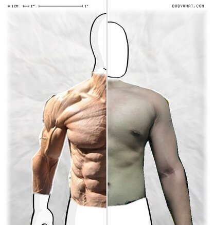 Torso Comparison