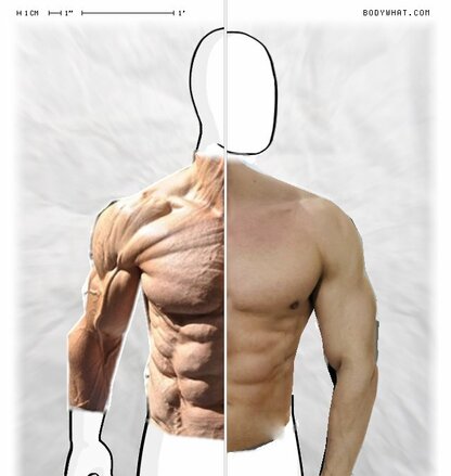 Torso Comparison