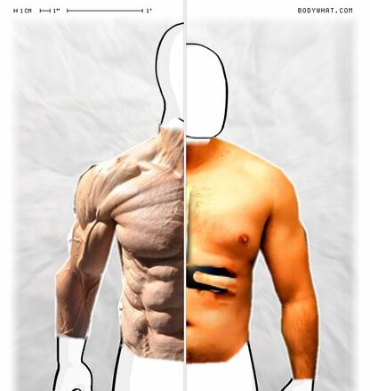 Torso Comparison