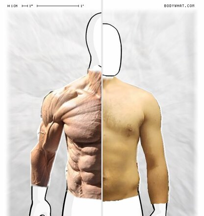 Torso Comparison