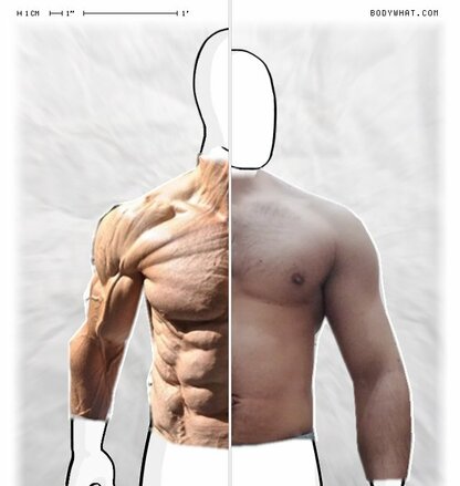 Torso Comparison