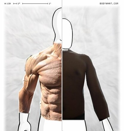 Torso Comparison
