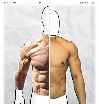 Torso Comparison