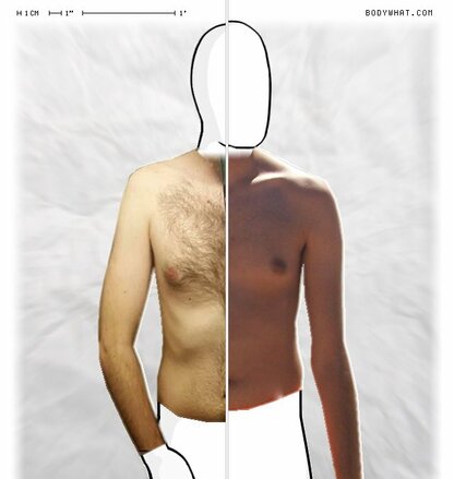 Torso Comparison